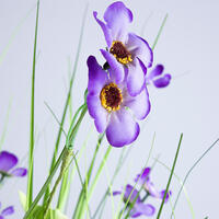 Okrasná tráva zväzok, fialové kvety 70 cm 2