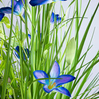 Okrasná tráva zväzok modré kvety 70 cm 2
